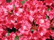 pink rhododendron flowers
