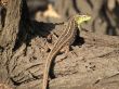 lizard