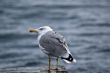 seagull