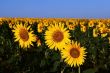sunflowers