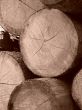 sawn timber