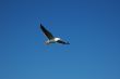 The seagull in the blue sky.