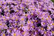 aster