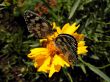 butterflies