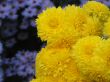 chrysanthemum