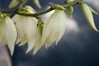 yucca