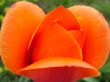 single tulip
