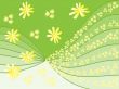 chamomile