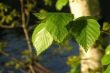Birch leaves