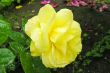 Yellow rose with water drops after the rain