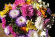 Multicolored flowers  bouquet