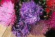 Pink and purple flowers on the sun