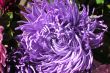 Beautiful purple flowers on the sun