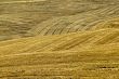 Fields on the hills near Montalcino