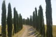 Country road with cypresses near Montalcino