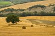 Landscape in Tuscany at summer