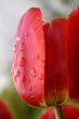 Tulip in drops of a rain.