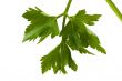 parsley