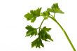 parsley