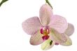 orchid