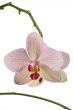 orchid