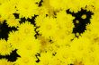 Yellow flower background. Yellow chrysanthemum.