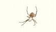 argiope lobata, spider and its pray