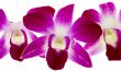 purple orchid