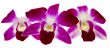 purple orchid