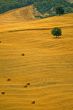 Landscape in Tuscany at summer