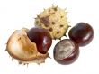The great English Conker