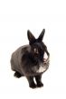 Little bunny