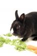 Feeding little bunny