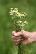 Give some flowers