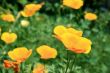yellow  flower