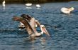 Pelicans at Play