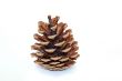 Fir cone