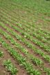 Sowing