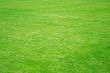 Fine meadow