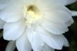 Night blooming cereus