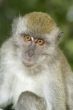 Macaque monkey portrait