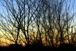 The plant branches in twilight