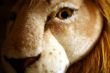 A toy lion face