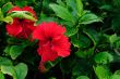 Tropical Flowers