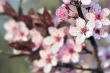 Cherry Blossoms