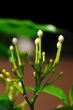 Jasmine