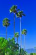 Palm Tree