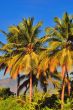 Palm Tree