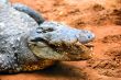 Crocodile