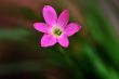 Spring Flower